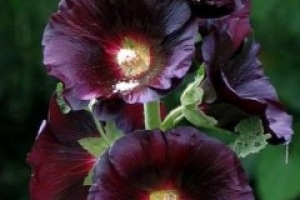 Alcea Hollyhock 'Black Beauty' 